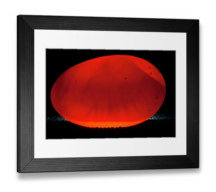 Framed Print : Okarito kiwi (Apteryx rowi) being 'candled' to check its fertility and progress Framed Print : Okarito kiwi (Apteryx rowi) being 'candled' to check its fertility and progress