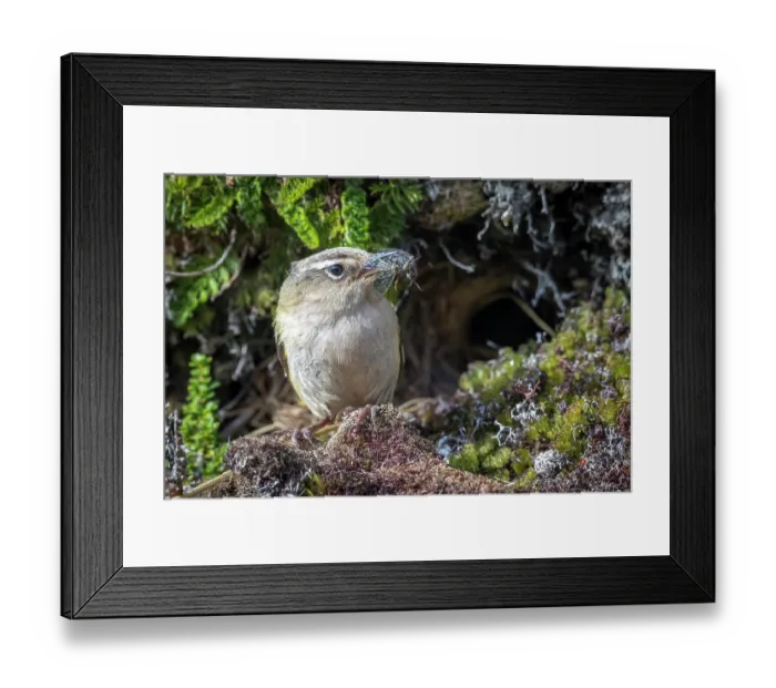 Framed Print : New Zealand rock wren (Xenicus gilviventris) male, perched at entrance to nest holding Alpine cicada prey in beak to feed chicks, Haast Range, West Coast, New Zealand. Endangered Framed Print : New Zealand rock wren (Xenicus gilviventris) male, perched at entrance to nest holding Alpine cicada prey in beak to feed chicks, Haast Range, West Coast, New Zealand. Endangered