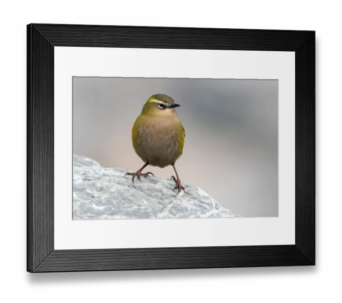 Framed Print : New Zealand rock wren (Xenicus gilviventris) male, perched on rock, Perth Valley, West Coast, South Island, New Zealand. Endangered Framed Print : New Zealand rock wren (Xenicus gilviventris) male, perched on rock, Perth Valley, West Coast, South Island, New Zealand. Endangered