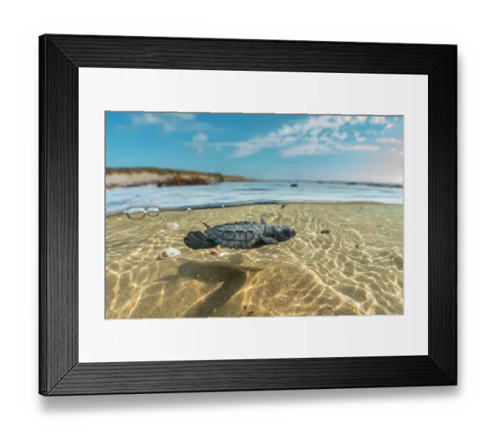 Framed Print : Split level view of Kemp's ridley turtle (Lepidochelys kempii) hatchling swimming in shallow water, Rancho Nuevo Sea Turtle Sanctuary, Tamaulipas, Mexico. Critically endangered Framed Print : Split level view of Kemp's ridley turtle (Lepidochelys kempii) hatchling swimming in shallow water, Rancho Nuevo Sea Turtle Sanctuary, Tamaulipas, Mexico. Critically endangered