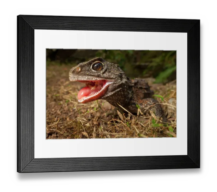 Framed Print : Tuatara (Sphenodon punctatus) female, with mouth open waiting to be fed, Hauturu / Little Barrier Island, North Island, New Zealand. Captive Framed Print : Tuatara (Sphenodon punctatus) female, with mouth open waiting to be fed, Hauturu / Little Barrier Island, North Island, New Zealand. Captive