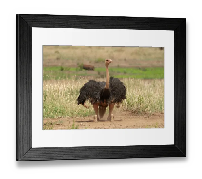 Framed Print : Masai ostrich (Struthio camelus massaicus) male, standing up after dust bathing, Tarangire National Park, Tanzania Framed Print : Masai ostrich (Struthio camelus massaicus) male, standing up after dust bathing, Tarangire National Park, Tanzania