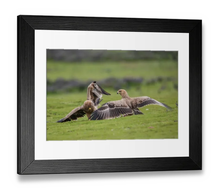 Framed Print : Group of Tawny eagles (Aquila rapax) squabbling over food, Bale Mountains National Park, Ethiopia Framed Print : Group of Tawny eagles (Aquila rapax) squabbling over food, Bale Mountains National Park, Ethiopia