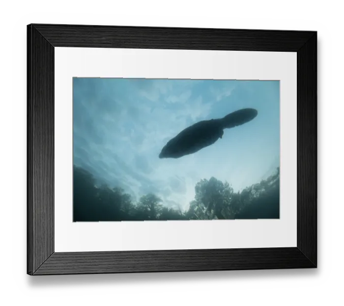 Framed Print : European beaver (Castor fiber) swimming on the surface silhouetted at dusk, River Rhone, Alps, France. June Framed Print : European beaver (Castor fiber) swimming on the surface silhouetted at dusk, River Rhone, Alps, France. June