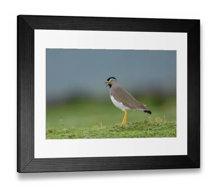 Framed Print : Spot-breasted lapwing (Vanellus melanocephalus) calling, portrait, Bale Mountains National Park, Ethiopia Framed Print : Spot-breasted lapwing (Vanellus melanocephalus) calling, portrait, Bale Mountains National Park, Ethiopia