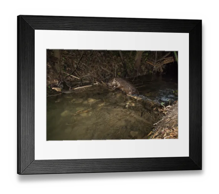 Framed Print : European beaver (Castor fiber) on its dam in small river at night, Isere, Alps, France. February. Camera trap image Framed Print : European beaver (Castor fiber) on its dam in small river at night, Isere, Alps, France. February. Camera trap image