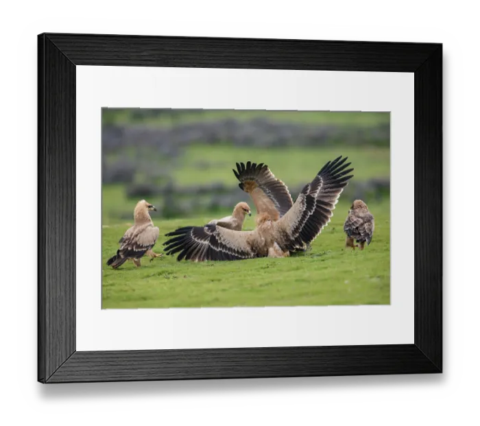 Framed Print : Group of Tawny eagles (Aquila rapax) squabbling over food, Bale Mountains National Park, Ethiopia Framed Print : Group of Tawny eagles (Aquila rapax) squabbling over food, Bale Mountains National Park, Ethiopia