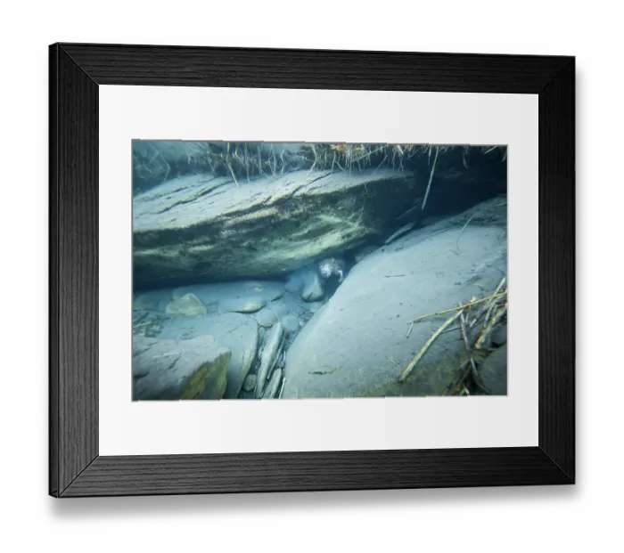 Framed Print : European beaver (Castor fiber) emerging from its underwater burrow, River Rhone, Alps, France. June Framed Print : European beaver (Castor fiber) emerging from its underwater burrow, River Rhone, Alps, France. June