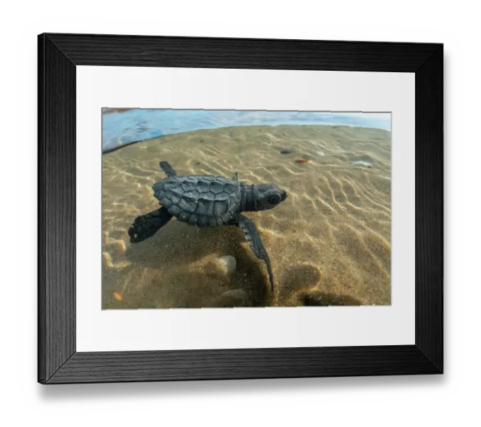 Framed Print : Split level view of Kemp's ridley turtle (Lepidochelys kempii) hatchling swimming in shallow water, Rancho Nuevo Sea Turtle Sanctuary, Tamaulipas, Mexico. Critically endangered Framed Print : Split level view of Kemp's ridley turtle (Lepidochelys kempii) hatchling swimming in shallow water, Rancho Nuevo Sea Turtle Sanctuary, Tamaulipas, Mexico. Critically endangered