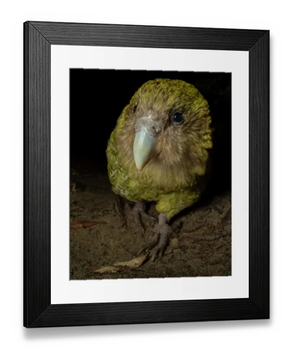 Framed Print : Kakapo (Strigops habroptilus) female aged 5 years, portrait. This individual was raised in captivity but is now free to roam the island, Whenua Hou / Codfish Island, New Zealand Framed Print : Kakapo (Strigops habroptilus) female aged 5 years, portrait. This individual was raised in captivity but is now free to roam the island, Whenua Hou / Codfish Island, New Zealand