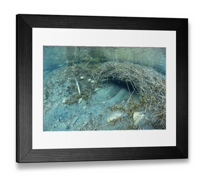 Framed Print : Submerged entrance to a European beaver (Castor fiber) lodge, River Rhone, Alps, France. June