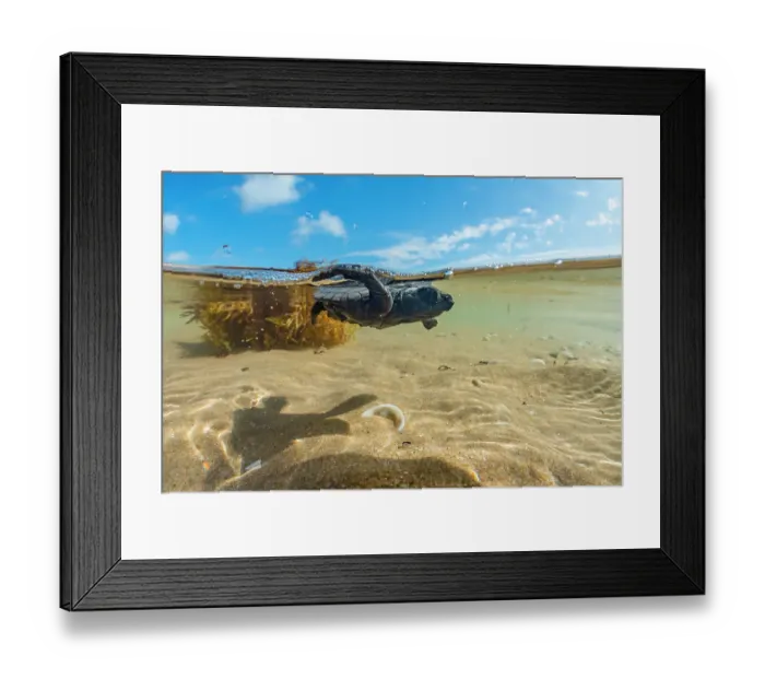 Framed Print : Split level view of Kemp's ridley turtle (Lepidochelys kempii) hatchling swimming in shallow water, Rancho Nuevo Sea Turtle Sanctuary, Tamaulipas, Mexico. Critically endangered Framed Print : Split level view of Kemp's ridley turtle (Lepidochelys kempii) hatchling swimming in shallow water, Rancho Nuevo Sea Turtle Sanctuary, Tamaulipas, Mexico. Critically endangered