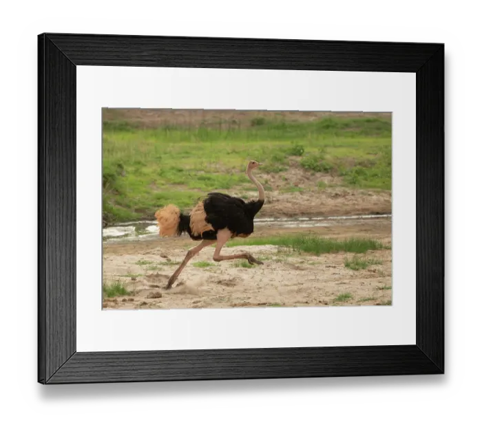 Framed Print : Masai ostrich (Struthio camelus massaicus) male, running along riverbed, Tarangire River, Tarangire National Park, Tanzania Framed Print : Masai ostrich (Struthio camelus massaicus) male, running along riverbed, Tarangire River, Tarangire National Park, Tanzania