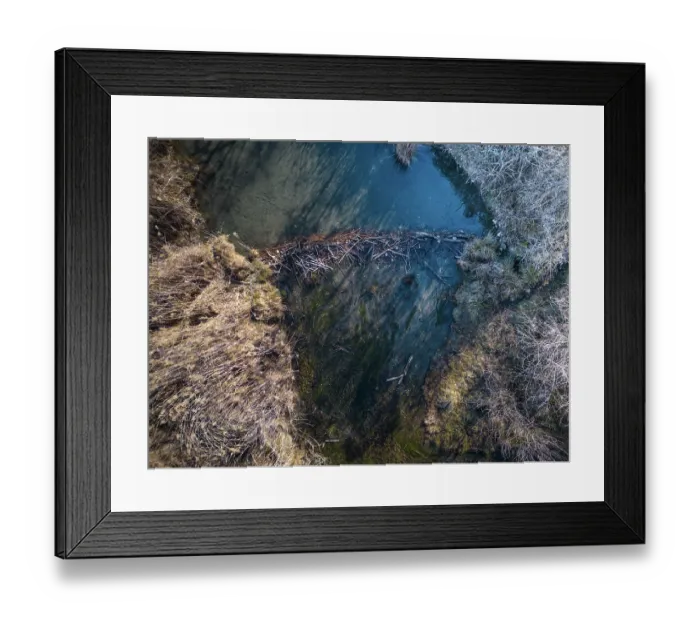 Framed Print : Aerial view of a European beaver (Castor fiber) dam on river, River Ain, Alps, France. February Framed Print : Aerial view of a European beaver (Castor fiber) dam on river, River Ain, Alps, France. February