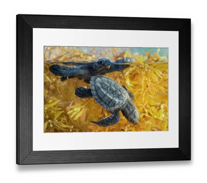 Framed Print : Split level view of two Kemp's ridley turtle (Lepidochelys kempii) hatchlings in shallow water among Kelp, Rancho Nuevo Sea Turtle Sanctuary, Tamaulipas, Mexico Framed Print : Split level view of two Kemp's ridley turtle (Lepidochelys kempii) hatchlings in shallow water among Kelp, Rancho Nuevo Sea Turtle Sanctuary, Tamaulipas, Mexico