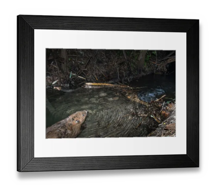Framed Print : European beaver (Castor fiber) on its dam in small river at night, Isere, Alps, France. February. Camera trap image Framed Print : European beaver (Castor fiber) on its dam in small river at night, Isere, Alps, France. February. Camera trap image