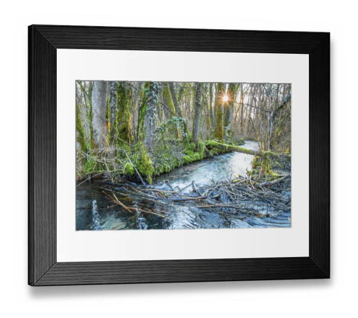 Framed Print : European beaver (Castor fiber) dam on woodland river in evening light, River Ain, Alps, France. January Framed Print : European beaver (Castor fiber) dam on woodland river in evening light, River Ain, Alps, France. January