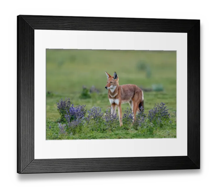 Framed Print : Ethiopian wolf (Canis simensis) standing in grassland among Rift valley sage (Salvia merjamie), Bale Mountains National Park, Ethiopia. Endangered Framed Print : Ethiopian wolf (Canis simensis) standing in grassland among Rift valley sage (Salvia merjamie), Bale Mountains National Park, Ethiopia. Endangered