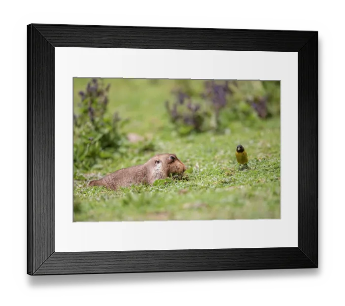 Framed Print : Big-headed African mole-rat (Tachyoryctes macrocephalus) feeding on short grass with Ethiopian siskin (Serinus nigriceps) behind waiting to feed on uncovered seeds Framed Print : Big-headed African mole-rat (Tachyoryctes macrocephalus) feeding on short grass with Ethiopian siskin (Serinus nigriceps) behind waiting to feed on uncovered seeds