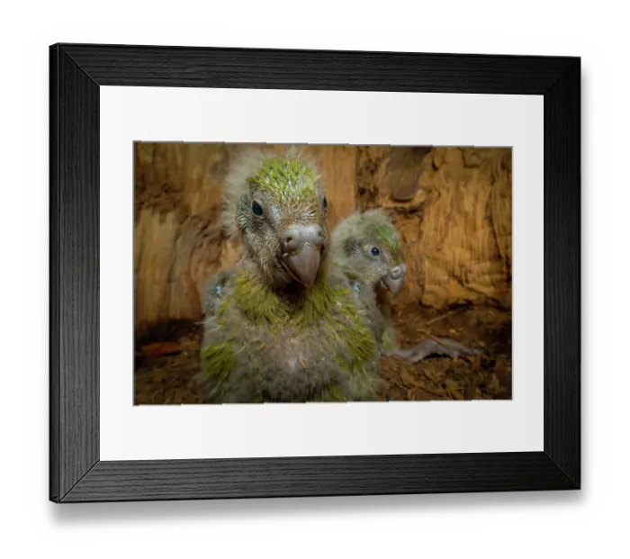 Framed Print : Two Kakapo (Strigops habroptilus) chicks in a nest cavity at the base of a large tree, Whenua Hou / Codfish Island, New Zealand. Critically endangered Framed Print : Two Kakapo (Strigops habroptilus) chicks in a nest cavity at the base of a large tree, Whenua Hou / Codfish Island, New Zealand. Critically endangered