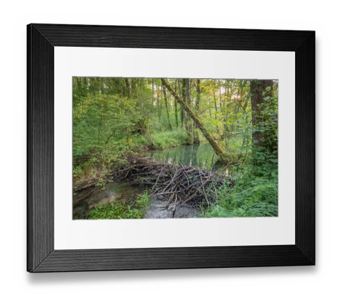 Framed Print : European beaver (Castor fiber) dam on woodland river in evening light, Seran river, Alps, France. June Framed Print : European beaver (Castor fiber) dam on woodland river in evening light, Seran river, Alps, France. June