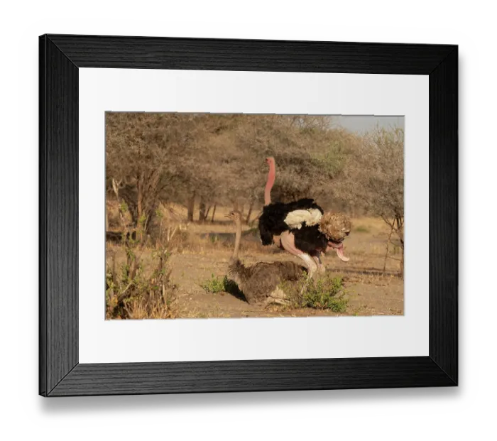 Framed Print : Masai ostriches (Struthio camelus massaicus) pair mating, Tarangire National Park, Tanzania Framed Print : Masai ostriches (Struthio camelus massaicus) pair mating, Tarangire National Park, Tanzania