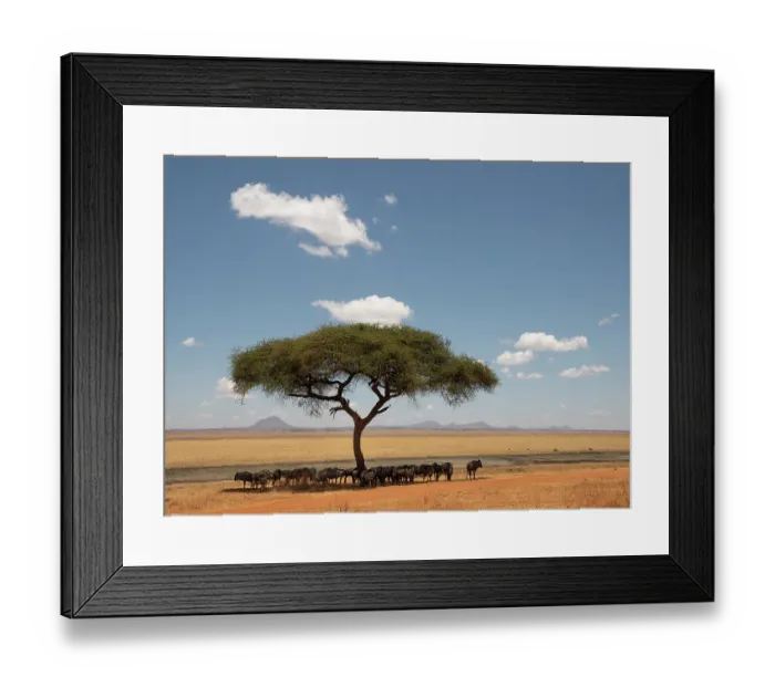 Framed Print : Wildebeest (Connochaetes taurinus) herd resting in the shade under a tree, Silale area, Tarangire National Park, Tanzania Framed Print : Wildebeest (Connochaetes taurinus) herd resting in the shade under a tree, Silale area, Tarangire National Park, Tanzania