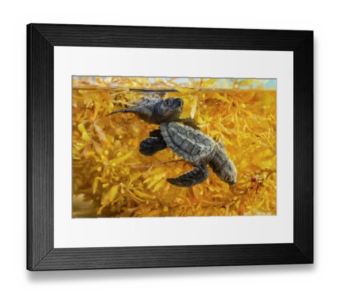 Framed Print : Split level view of two Kemp's ridley turtle (Lepidochelys kempii) hatchlings in shallow water among Kelp, Rancho Nuevo Sea Turtle Sanctuary, Tamaulipas, Mexico Framed Print : Split level view of two Kemp's ridley turtle (Lepidochelys kempii) hatchlings in shallow water among Kelp, Rancho Nuevo Sea Turtle Sanctuary, Tamaulipas, Mexico