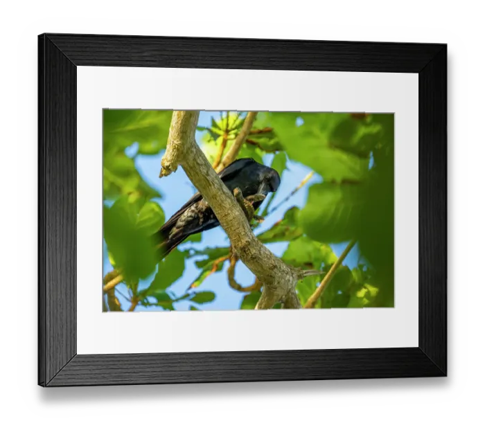 Framed Print : Tamaulipas crow (Corvus imparatus) perched in tree, feeding on Kemp's ridley turtle (Lepidochelys kempii) hatchling, Rancho Nuevo Sea Turtle Sanctuary, Tamaulipas, Mexico Framed Print : Tamaulipas crow (Corvus imparatus) perched in tree, feeding on Kemp's ridley turtle (Lepidochelys kempii) hatchling, Rancho Nuevo Sea Turtle Sanctuary, Tamaulipas, Mexico