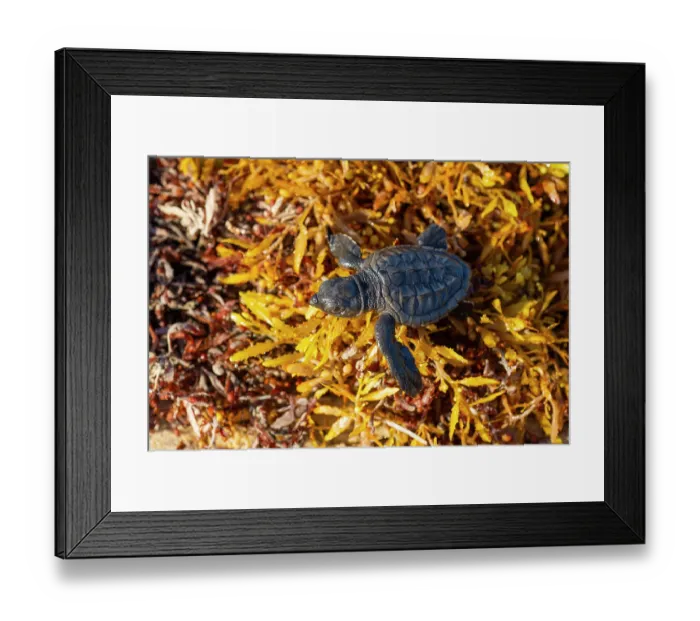 Framed Print : Kemp's ridley turtle (Lepidochelys kempii) hatchling making its way across Kelp to the sea, Rancho Nuevo Sea Turtle Sanctuary, Tamaulipas, Mexico. Critically endangered Framed Print : Kemp's ridley turtle (Lepidochelys kempii) hatchling making its way across Kelp to the sea, Rancho Nuevo Sea Turtle Sanctuary, Tamaulipas, Mexico. Critically endangered