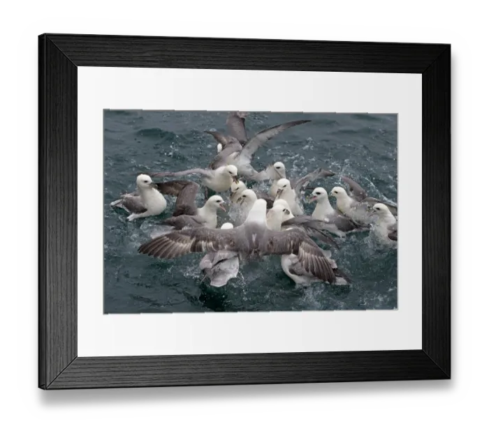 Framed Print : Fulmar (Fulmarus glacialis) flock feeding on water surface, Iceland. June Framed Print : Fulmar (Fulmarus glacialis) flock feeding on water surface, Iceland. June