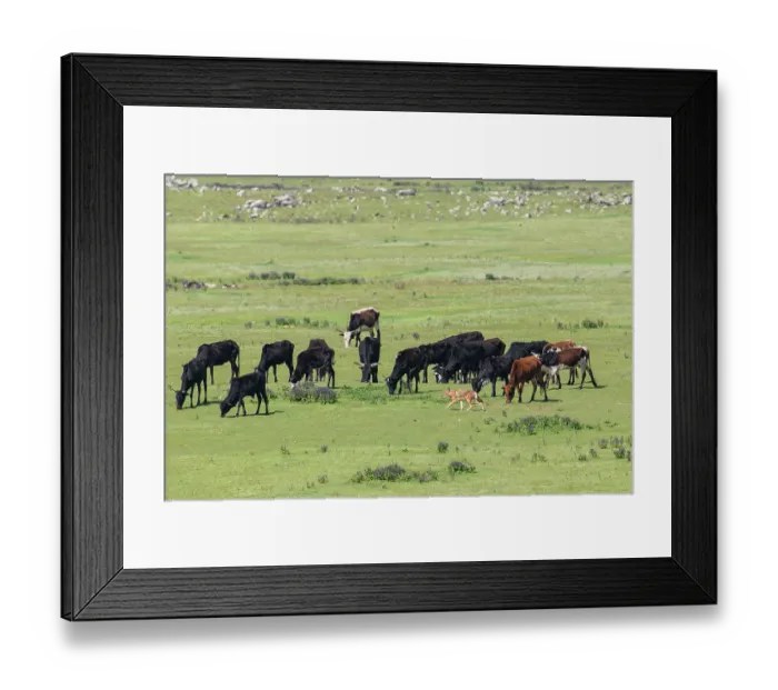 Framed Print : Ethiopian wolf (Canis simensis) hunting in grassland with herd of domestic cows behind, Bale Mountains National Park, Ethiopia. Endangered Framed Print : Ethiopian wolf (Canis simensis) hunting in grassland with herd of domestic cows behind, Bale Mountains National Park, Ethiopia. Endangered