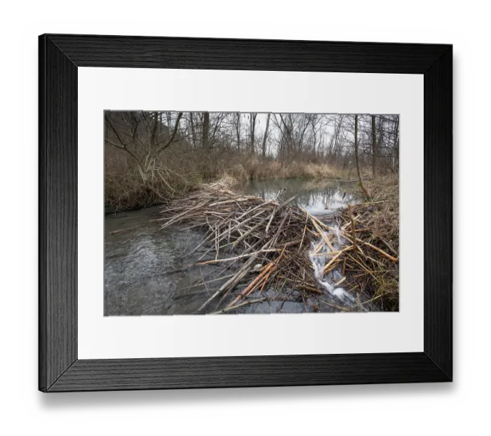 Framed Print : European beaver (Castor fiber) dam on river, River Ain, Alps, France. January Framed Print : European beaver (Castor fiber) dam on river, River Ain, Alps, France. January