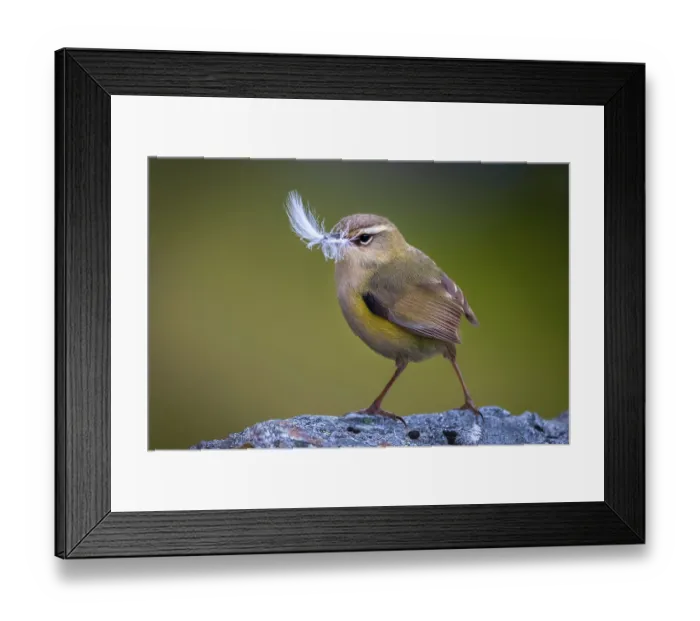 Framed Print : New Zealand rock wren (Xenicus gilviventris) male, perched on rock with feather in beak to use as nesting material, Haast Range, West Coast, New Zealand. Endangered Framed Print : New Zealand rock wren (Xenicus gilviventris) male, perched on rock with feather in beak to use as nesting material, Haast Range, West Coast, New Zealand. Endangered
