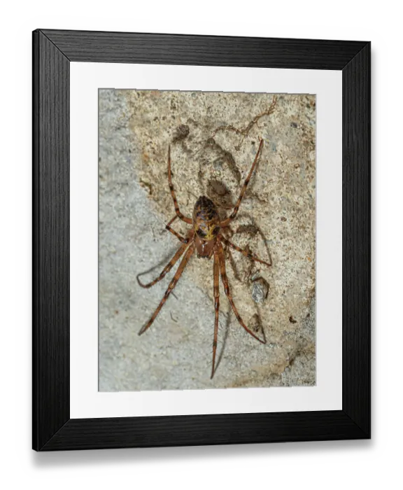 Framed Print : European cave spider (Meta menardi) resting on stone wall, nr. Bolsena, Lazio, Italy. March Framed Print : European cave spider (Meta menardi) resting on stone wall, nr. Bolsena, Lazio, Italy. March
