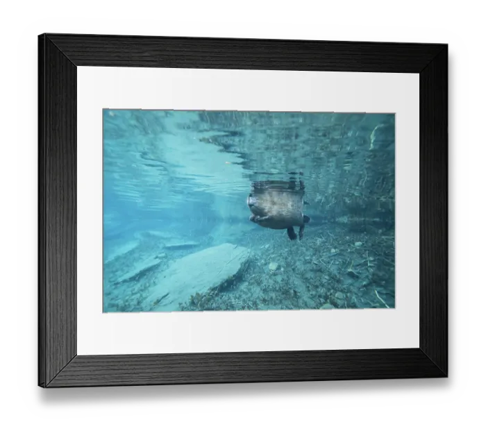 Framed Print : European beaver (Castor fiber) swimming on the surface, underwater view, River Rhone, Alps, France. June Framed Print : European beaver (Castor fiber) swimming on the surface, underwater view, River Rhone, Alps, France. June