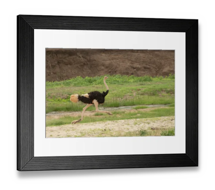 Framed Print : Masai ostrich (Struthio camelus massaicus) male, running along riverbed, Tarangire River, Tarangire National Park, Tanzania Framed Print : Masai ostrich (Struthio camelus massaicus) male, running along riverbed, Tarangire River, Tarangire National Park, Tanzania