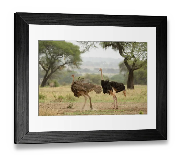 Framed Print : Masai ostriches (Struthio camelus massaicus) pair, standing up after dust bathing, male with mouth open, Tarangire National Park, Tanzania Framed Print : Masai ostriches (Struthio camelus massaicus) pair, standing up after dust bathing, male with mouth open, Tarangire National Park, Tanzania