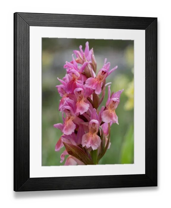 Framed Print : Elderflower orchid (Dactylorhiza sambucina) in flower, Gran Sasso, Abruzzo, Italy. May. Focus stacked