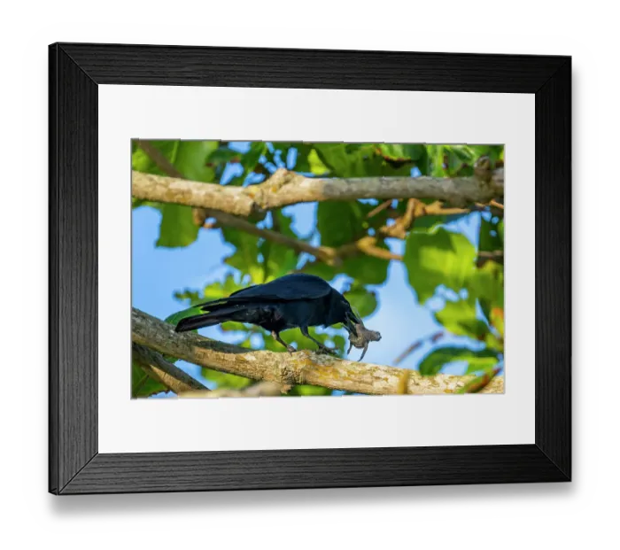 Framed Print : Tamaulipas crow (Corvus imparatus) perched in tree, feeding on Kemp's ridley turtle (Lepidochelys kempii) hatchling, Rancho Nuevo Sea Turtle Sanctuary, Tamaulipas, Mexico Framed Print : Tamaulipas crow (Corvus imparatus) perched in tree, feeding on Kemp's ridley turtle (Lepidochelys kempii) hatchling, Rancho Nuevo Sea Turtle Sanctuary, Tamaulipas, Mexico