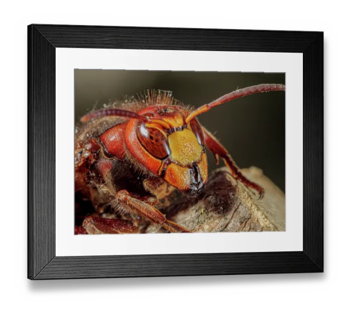Framed Print : Hornet (Vespa crabro) chewing on wooden stump, Podere Montecucco, Orvieto, Umbria, Italy. June Framed Print : Hornet (Vespa crabro) chewing on wooden stump, Podere Montecucco, Orvieto, Umbria, Italy. June