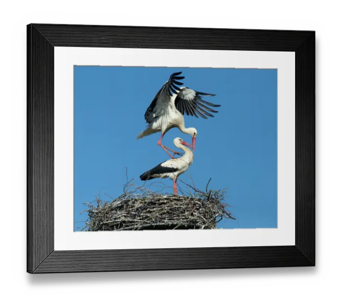 Framed Print : White storks (Ciconia ciconia) pair on nest, preparing for mating, Denmark. April