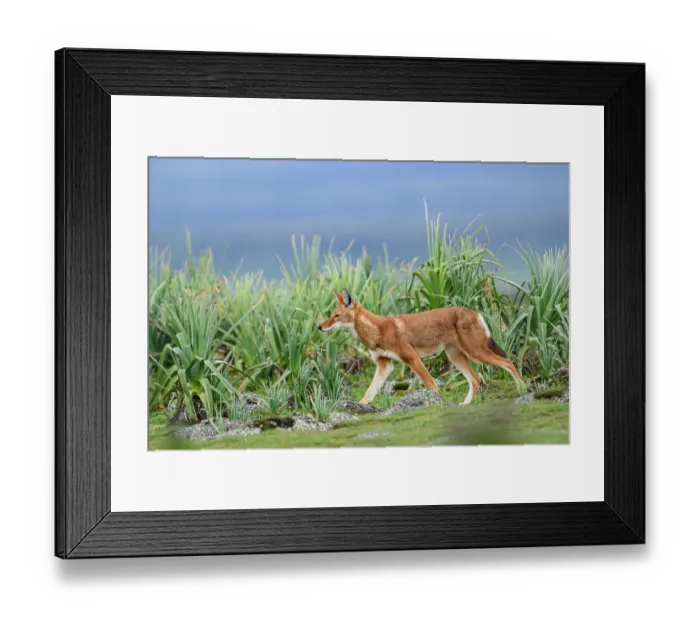 Framed Print : Ethiopian wolf (Canis simensis) walking through Red hot poker plants (Kniphofia foliosa), Bale Mountains National Park, Ethiopia. Endangered Framed Print : Ethiopian wolf (Canis simensis) walking through Red hot poker plants (Kniphofia foliosa), Bale Mountains National Park, Ethiopia. Endangered
