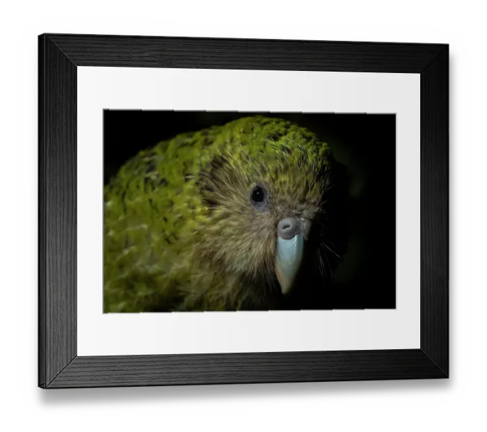 Framed Print : Kakapo (Strigops habroptilus) female aged 5 years, head portrait Framed Print : Kakapo (Strigops habroptilus) female aged 5 years, head portrait