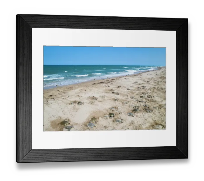 Framed Print : Kemp's ridley turtle (Lepidochelys kempii) females coming ashore in brief daytime arribada, a mass synchronised sea turtle nesting phenomenon, lasting just a few hours