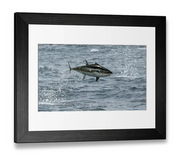 Framed Print : Longfin tuna (Thunnus tonggol) jumping out of the water, Oman, Arabian Sea