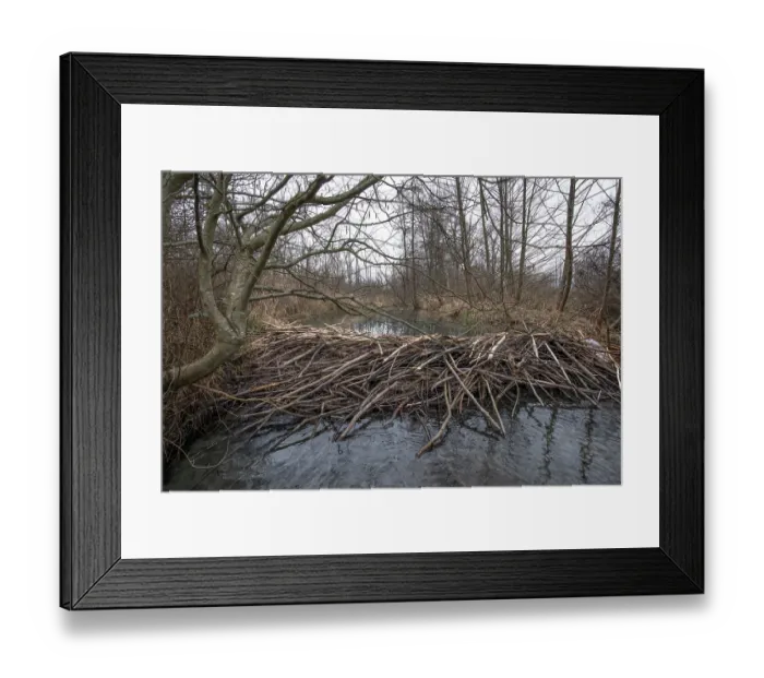 Framed Print : European beaver (Castor fiber) dam on river, River Ain, Alps, France. January Framed Print : European beaver (Castor fiber) dam on river, River Ain, Alps, France. January