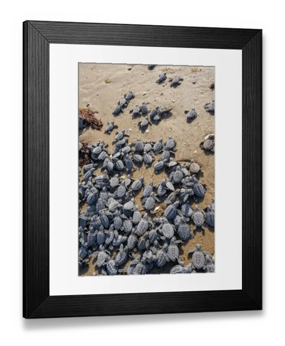 Framed Print : Kemp's ridley turtle (Lepidochelys kempii) hatchlings making their way across beach to the sea, Rancho Nuevo Sea Turtle Sanctuary, Tamaulipas, Mexico. Critically endangered Framed Print : Kemp's ridley turtle (Lepidochelys kempii) hatchlings making their way across beach to the sea, Rancho Nuevo Sea Turtle Sanctuary, Tamaulipas, Mexico. Critically endangered