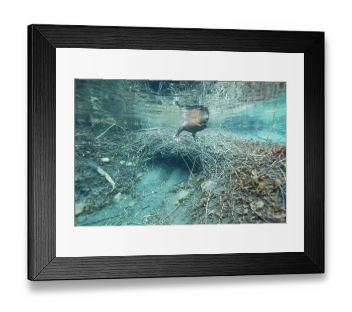 Framed Print : European beaver (Castor fiber) swimming on the surface close to entrance of its underwater lodge, River Rhone, Alps, France. June