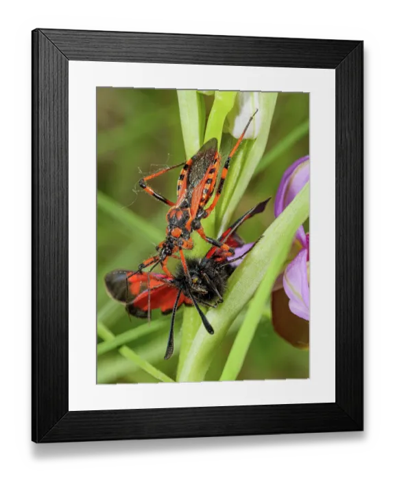 Framed Print : Assassin bug (Rhinocoris iracundus) on Late spider orchid (Ophrys fuciflora) flower with Burnet moth (Zygaena filipendulae) prey, Umbria, Italy. May
